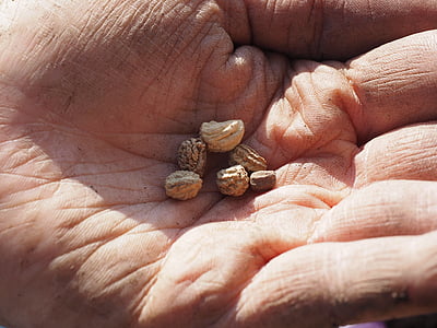 six white nuts on hand thumbnail