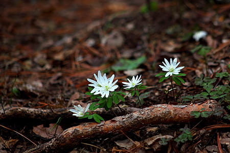selective focus photography of white petaled flowers thumbnail