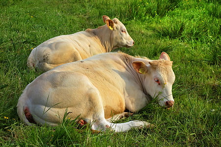 two brown cows lying on field thumbnail