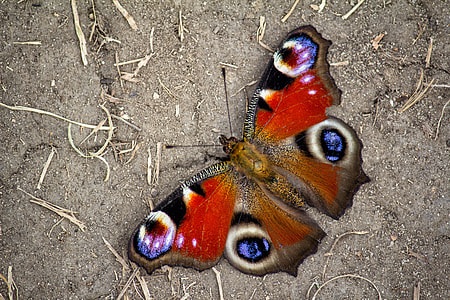 close up photo of peacock butterfly on ground thumbnail