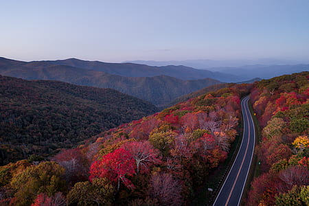 red and green leafed trees under blue sky photography thumbnail