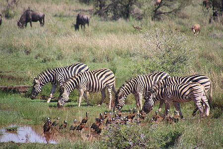 Five Zebra in Pond Near Brown-and-black Birds Soundring by Green Grass thumbnail