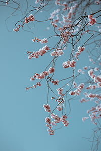 white flower tree low-angle photography thumbnail