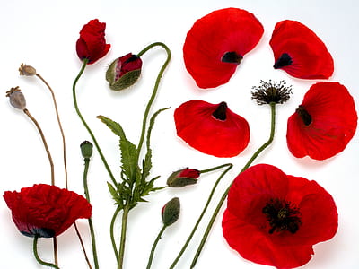 red poppy flower thumbnail