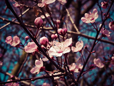 closeup photo of Cherry Blossom flowers thumbnail
