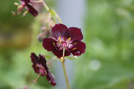 Purple Brown Storchschnabel, Front View thumbnail