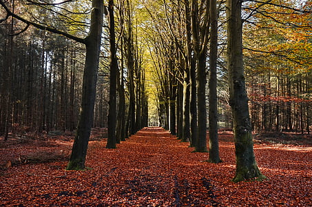 green leaf trees at daytime thumbnail