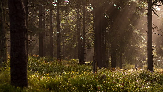 forest during daytime thumbnail