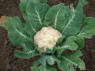 cauliflower on ground thumbnail
