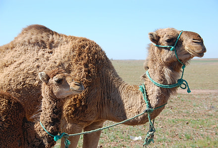 camel and calf on grass field thumbnail