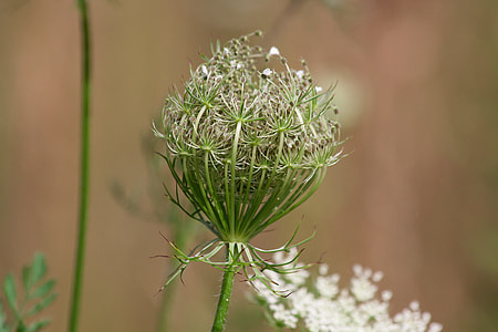 Meadows-Yarrow, Achillea Millefolium thumbnail