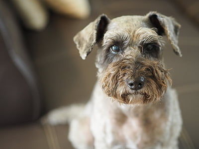 selective photography of gray and white schnauzer thumbnail