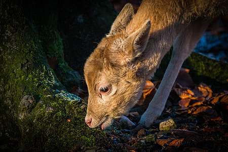 brown animal eating grass during daytime thumbnail