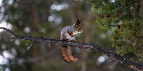 photo of brown and gray squirrel thumbnail