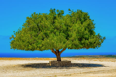 green tree thumbnail