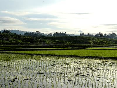 photo of rice field thumbnail