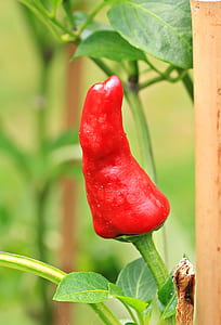 selective focus red bell pepper thumbnail