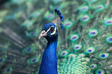 blue and green peacock thumbnail