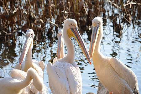 Pelican thumbnail