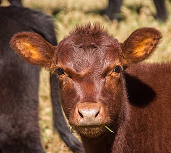 closeup photography of brown cattle during daytime thumbnail