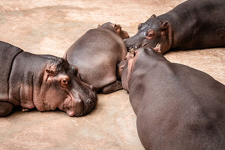 four hippopotamus thumbnail