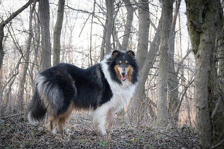 long-coated black and white dog underneath bare trees taken at daytime thumbnail