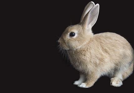 brown rabbit thumbnail