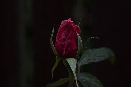red rose flower thumbnail