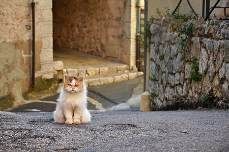 medium-coated beige cat thumbnail