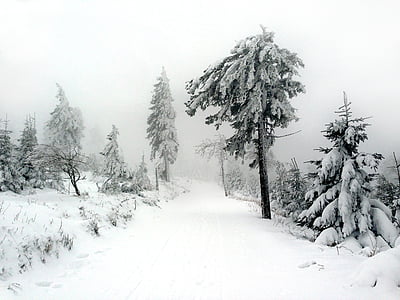 path during snowstorm thumbnail