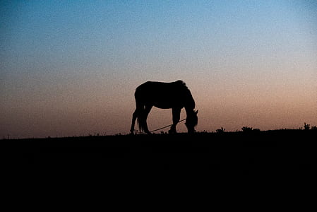 silhouette photo of horse eating grass thumbnail