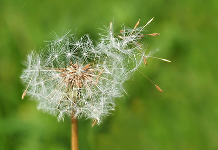 closeup photography of white dandelion flower thumbnail