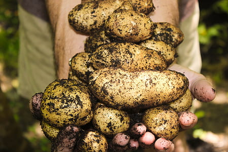 person holding potatoes thumbnail