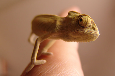 chameleon on persons index finger thumbnail