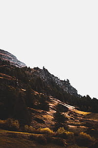 tree near snow capped mountain at daytime thumbnail