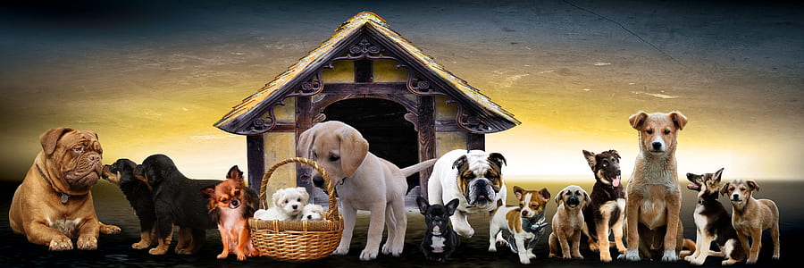 pack of dogs thumbnail