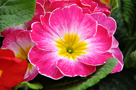 close up photography of pink and yellow petaled flower thumbnail