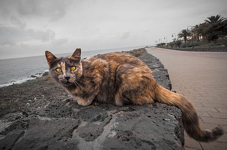 tortoiseshell cat on the road pavement thumbnail