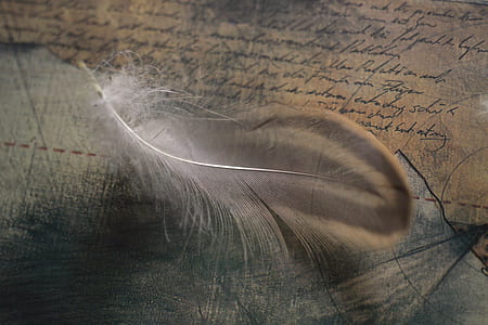 black feather thumbnail