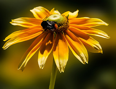 shallow focus photo of bee on orange flower thumbnail