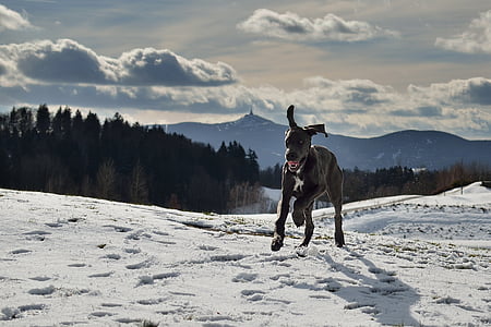 adult black great dane running on snow covered area on focus photo thumbnail