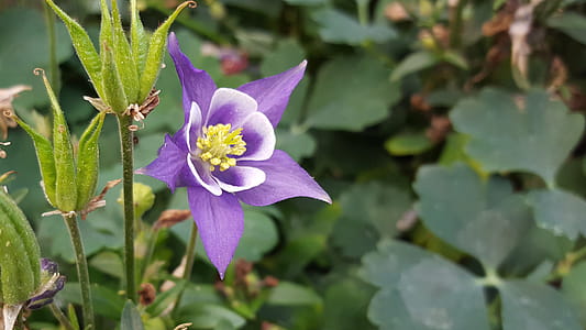 Purple columbine flower and seed pods closeup. thumbnail