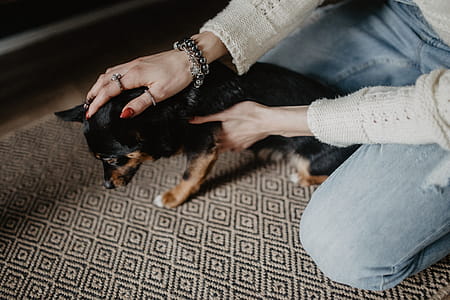 Petting the little cute dog thumbnail