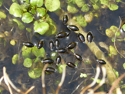Gyrinus Natator, Clerk Water thumbnail