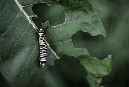 monarch caterpillar on leaf thumbnail