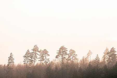green leaf trees surrounded with brown leaf grass thumbnail
