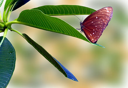 macro shot photography of brown and white butterfly on green leaf thumbnail
