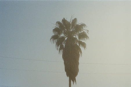 palm thumbnail