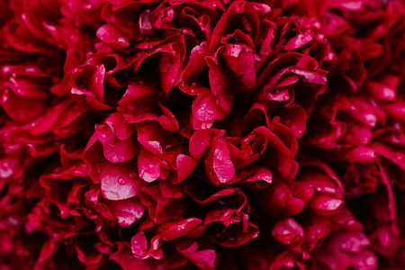 red cell photo thumbnail