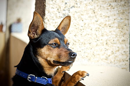 closeup photo of brown and black dog thumbnail